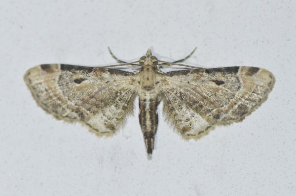 Lepidoptera 萃湖_昆蟲_鱗翅目_大蛾類